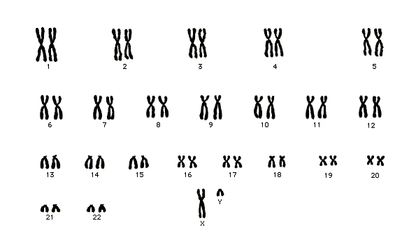 Chromosomes Humains De La Paire 16; Chromosome 16; Chromosome 16 Humain ...